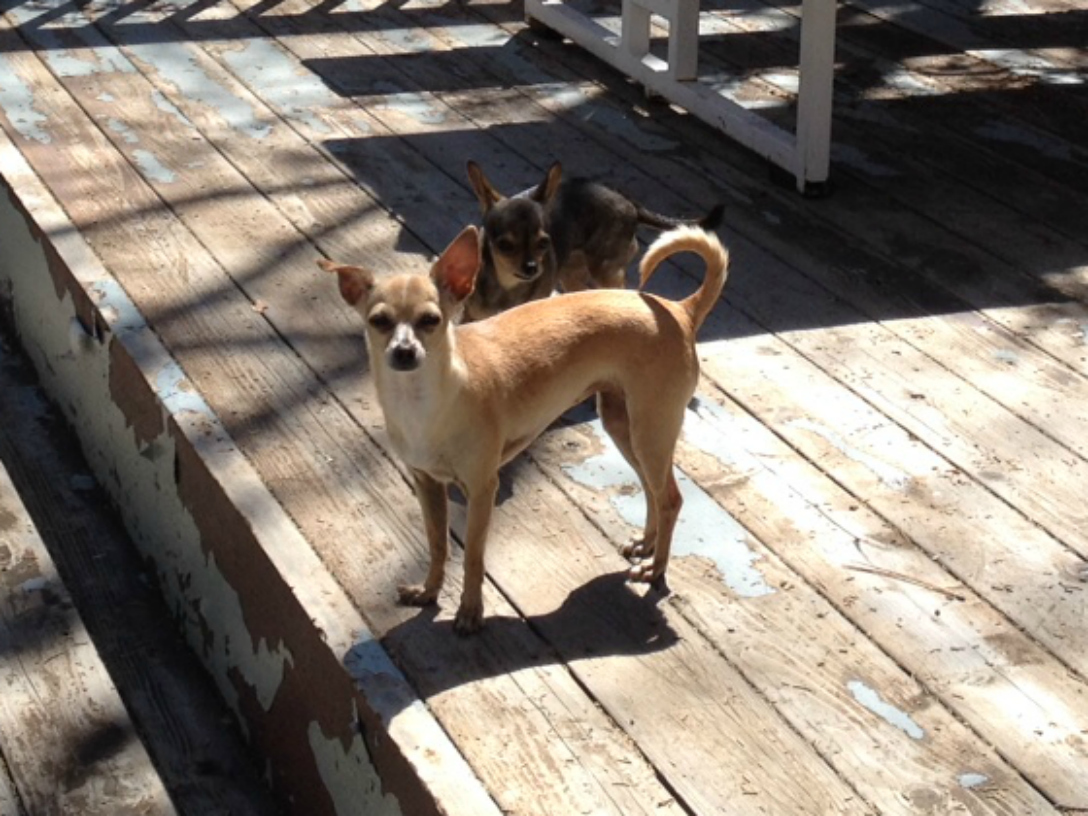 Big Bear Vacation Rentals Dog Friendly Big Bear Vacation Rentals Dog Friendly