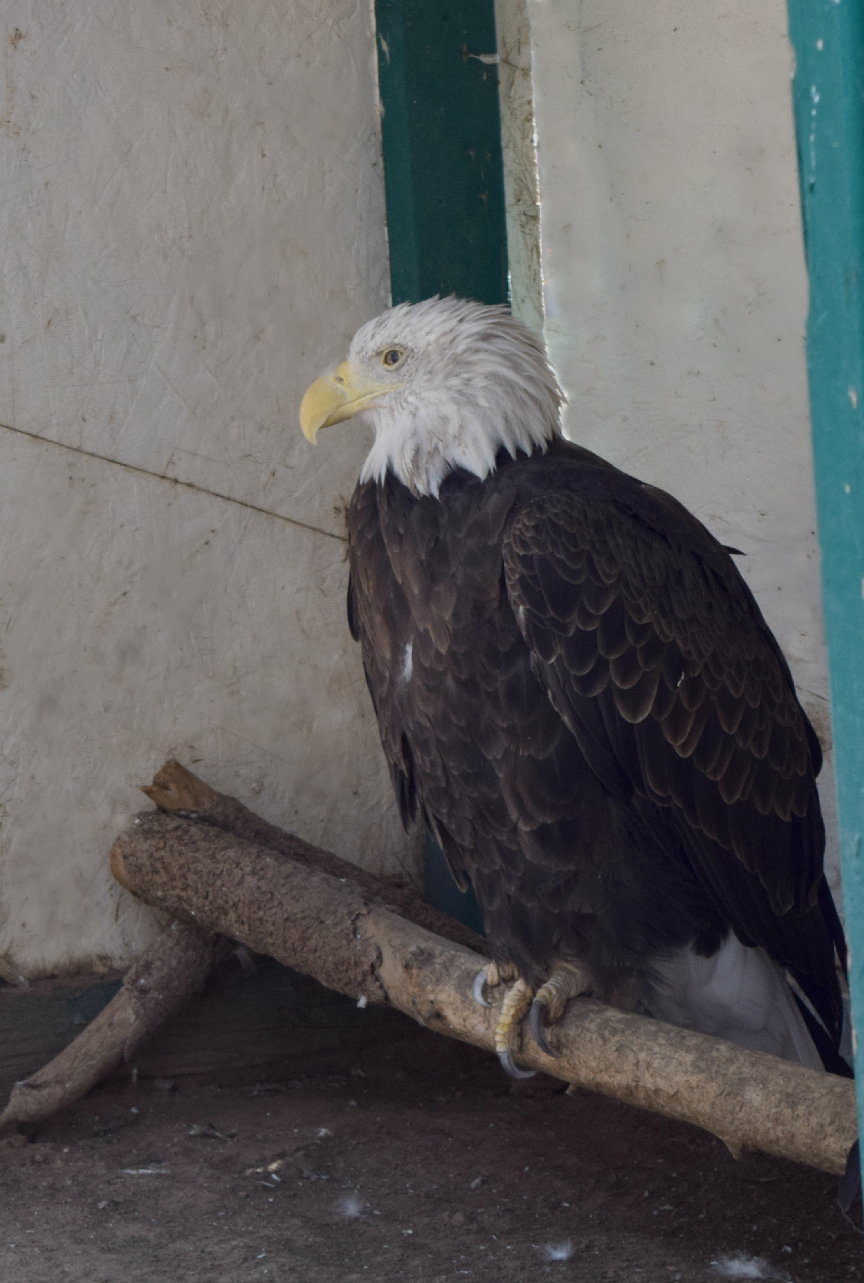 Big Bear Alpine Zoo – Destination Big Bear