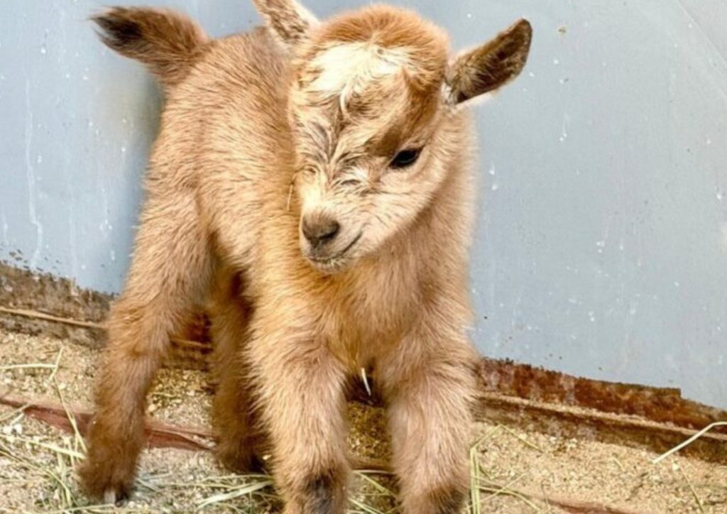 Baby goat standing inside the petting zoo area at Starlight Equestrian Ranch.