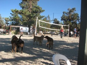 Bs Backyard Bar-B-Que on Big Bear Lake