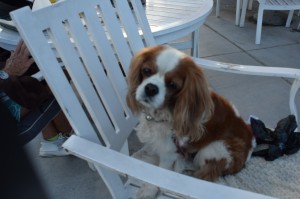 Pet Friendly Restaurants in Big Bear