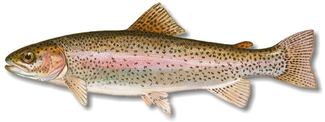 Rainbow Trout