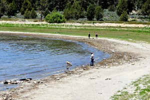 Dogs love the beach in Big Bear Lake