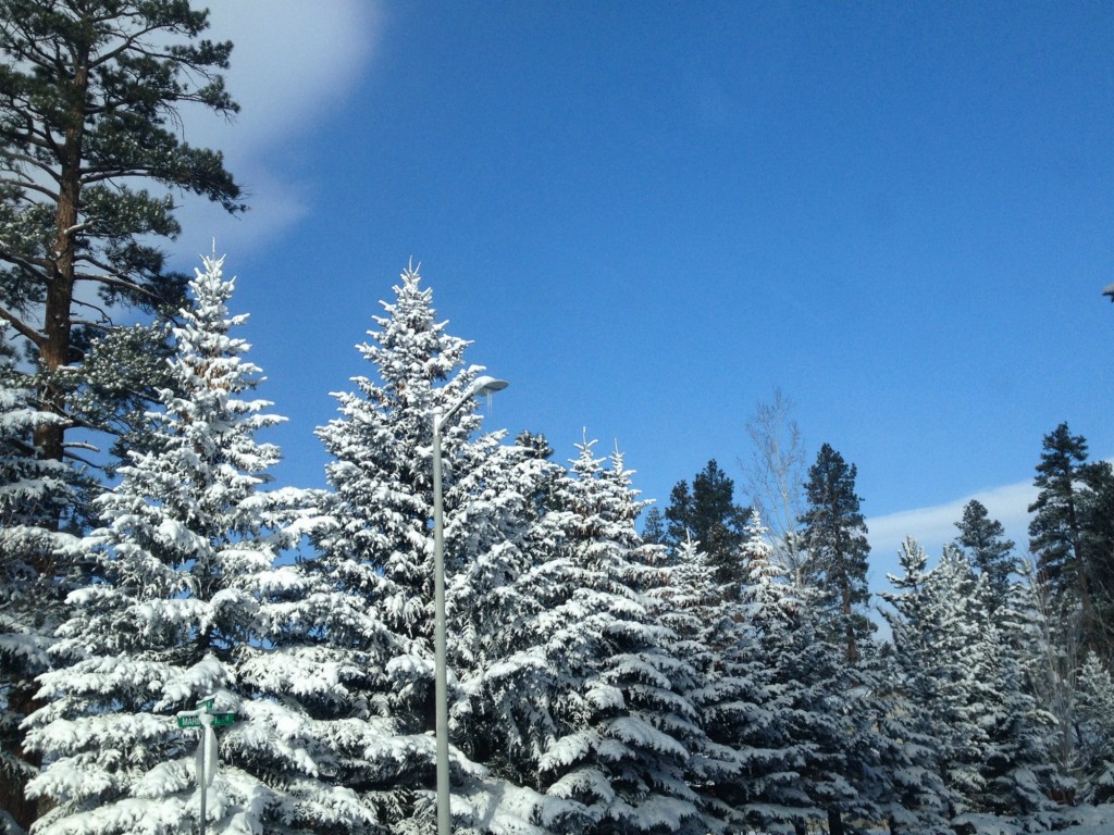 snow trees