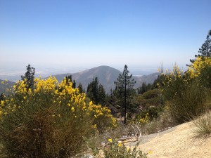 Wildflowers in Big Bear Lake