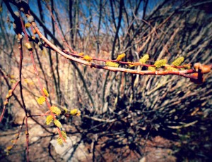 Signs of spring in Big Bear Lake