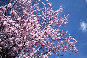 A pink flowering tree contrasts beautifully with the blue sky at Big Bear Lake.