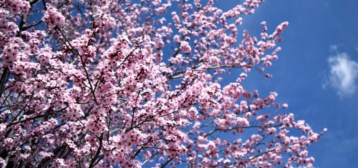 spring in Big Bear Lake