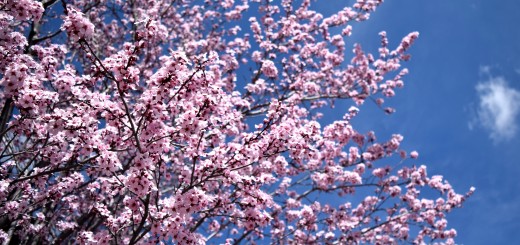 spring in Big Bear Lake