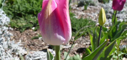 Flowers in Big Bear Lake in spring