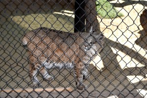 Big Bear Alpine Zoo Bob Cat