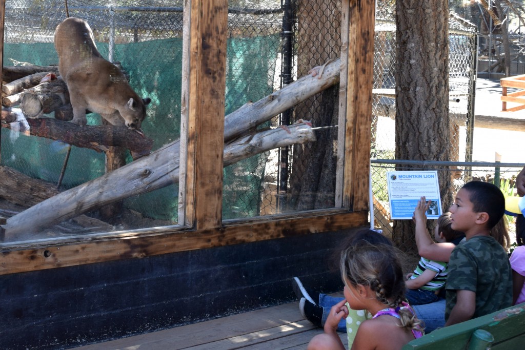 Kids learning about cougars at the Big Bear Zoo