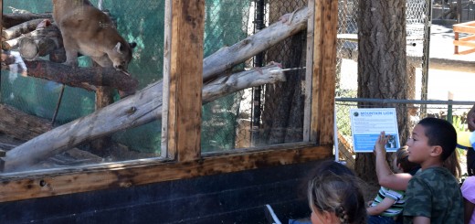 Kids learning about cougars at the Big Bear Zoo