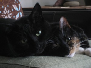 cats in Big Bear
