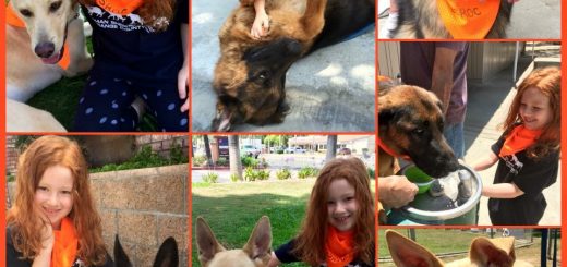 German Shepherd Adoptions at Petco