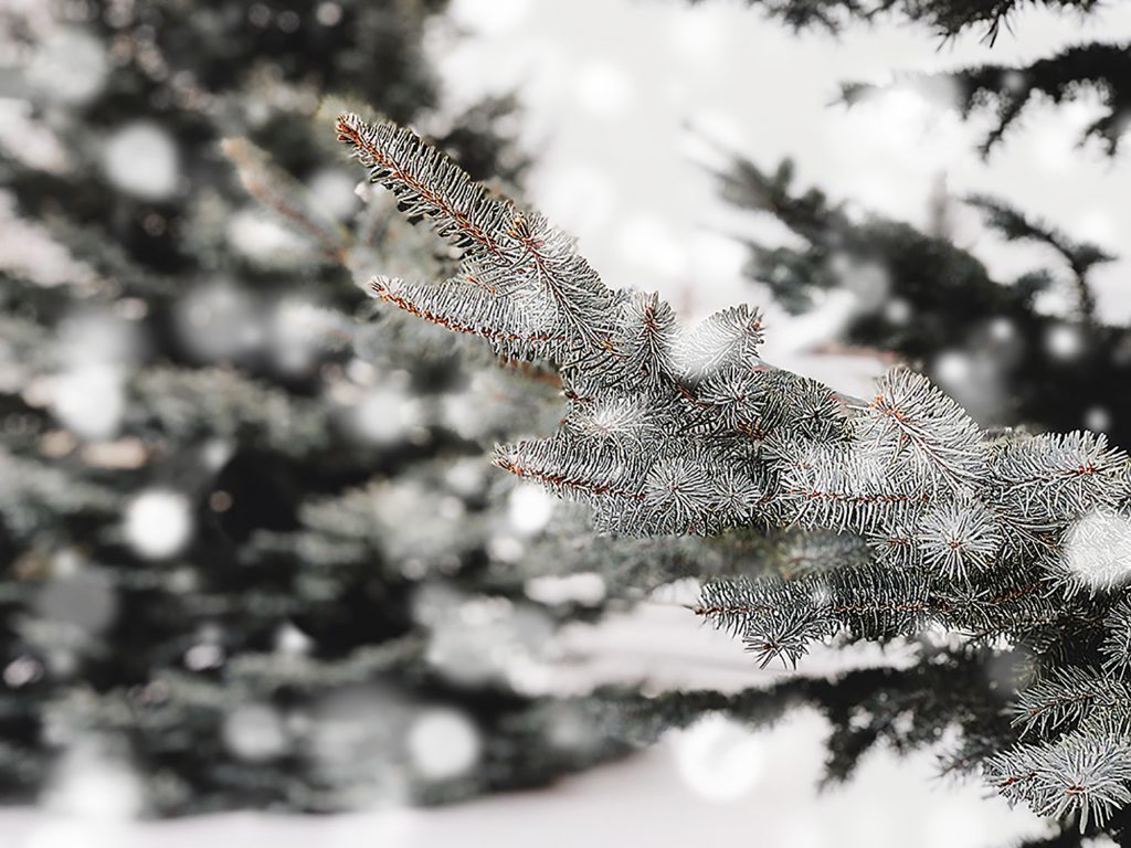 Snowfall Hits Big Bear