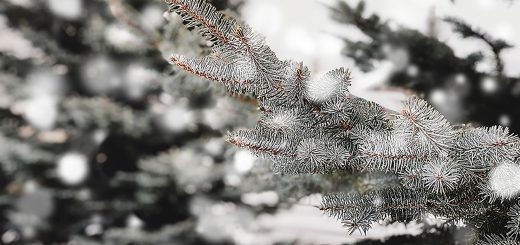 Snowfall Hits Big Bear, Again!