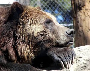 Alpine Zoo in Big Bear