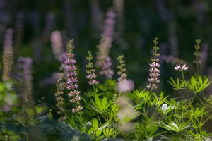 Sunlit wildflowers flourish around Big Bear Lake, creating a picturesque scene of nature's beauty.