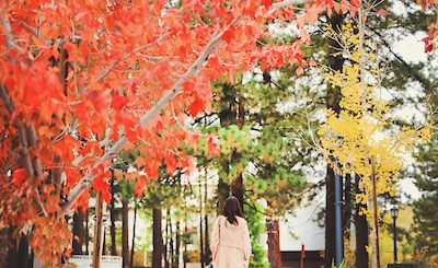 A person walks down a winding path lined with trees in brilliant red and yellow fall foliage in Big Bear.