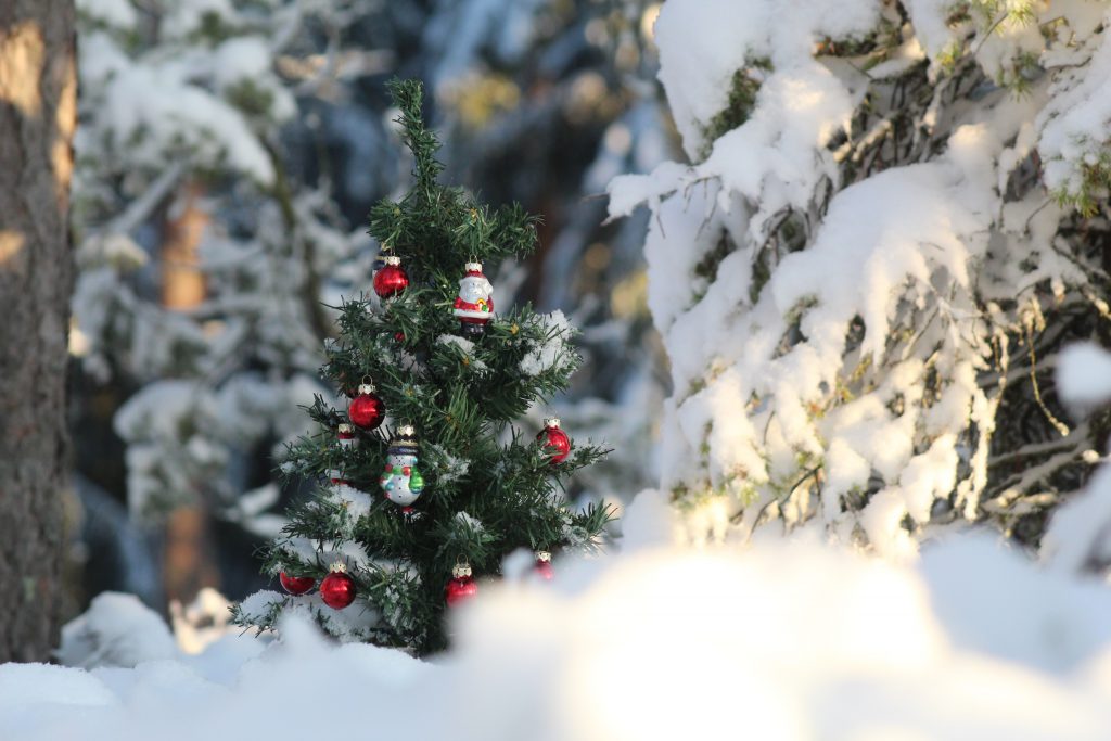 A small, decorated Christmas tree with red and white ornaments stands in the middle of a snowy forest at Big Bear