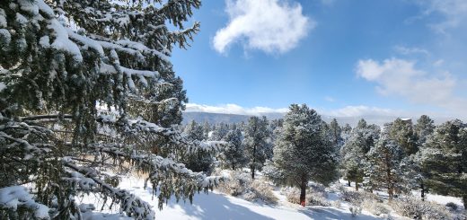 Destination Big Bear Newsletter January 2025