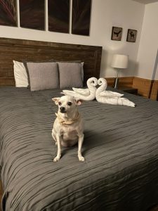 Sandy the chihuahua relaxing on the bed at The Crazy Bear cabin