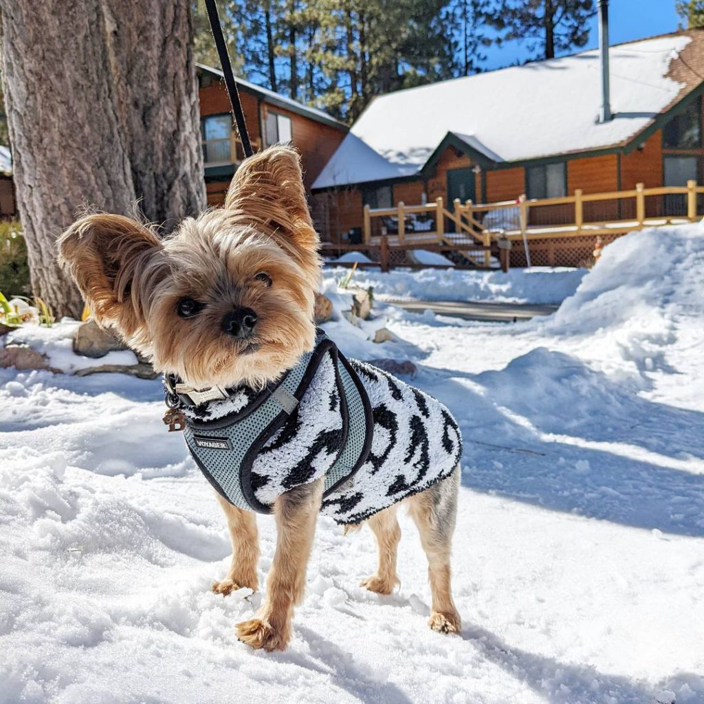Big Bear Visitor's Guide Things to Do in Big Bear Lake