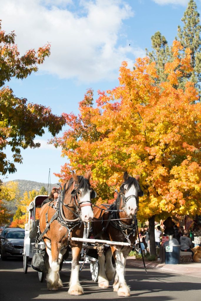 Horse-drawn carriage ride surrounded by colorful autumn trees during a scenic Big Bear fall experience