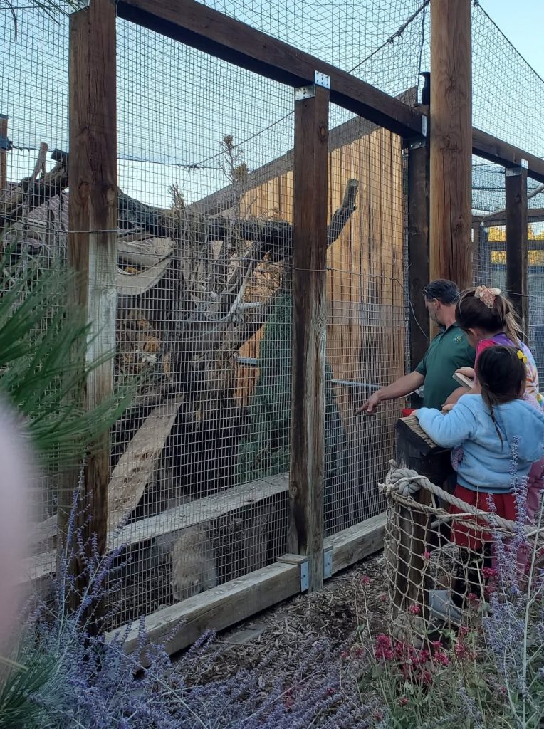 Guests exploring a zoo habitat area with a guide during a wildlife tour