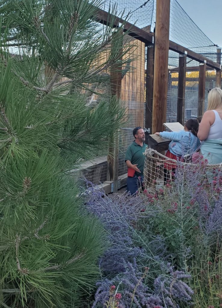 Visitors observing wildlife at a zoo enclosure during an educational animal experience