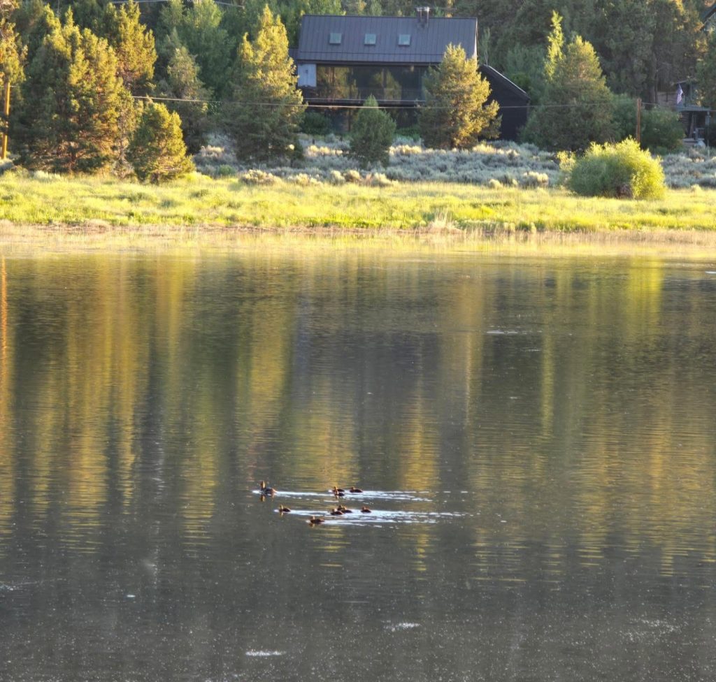 A group of ducks swimming across the calm waters of Stanfield Marsh with forest reflections in the background.
