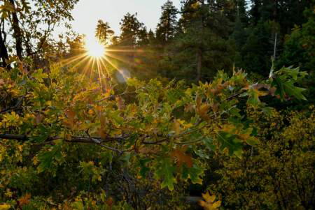 Sunlight shining through forest trees in Big Bear with scenic mountain nature view