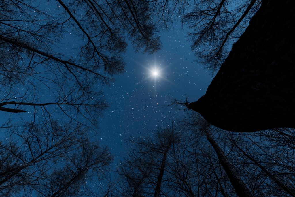 Night sky filled with stars and moonlight shining through tall trees during a peaceful Big Bear stargazing experience