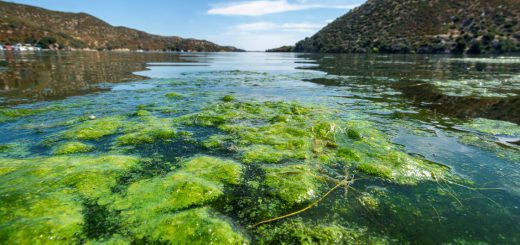 Algae Big Bear