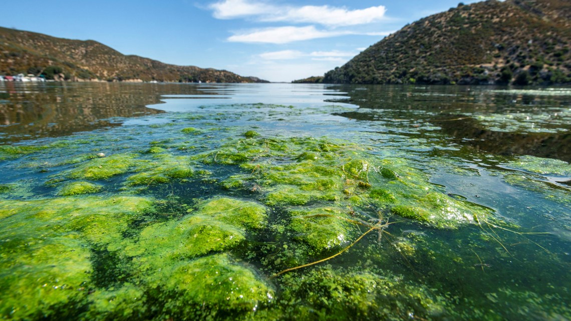 Algae in Big Bear Lake Destination Big Bear
