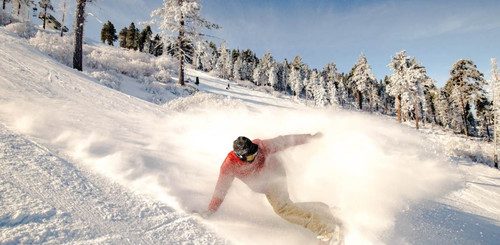 Snowboarder carving through fresh snow on a sunny winter day in Big Bear, surrounded by pine trees