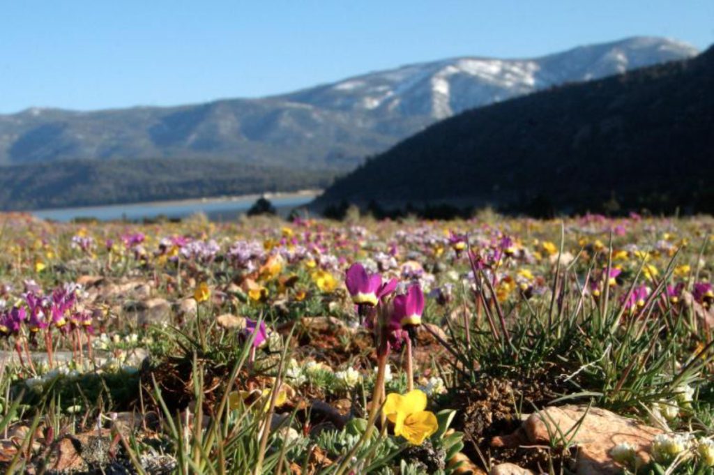 Colorful wildflowers blooming in a mountain meadow near Big Bear Lake with forested slopes and snow-dusted peaks in the background.