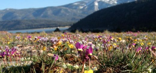 Colorful wildflowers blooming in a mountain meadow near Big Bear Lake with forested slopes and snow-dusted peaks in the background.