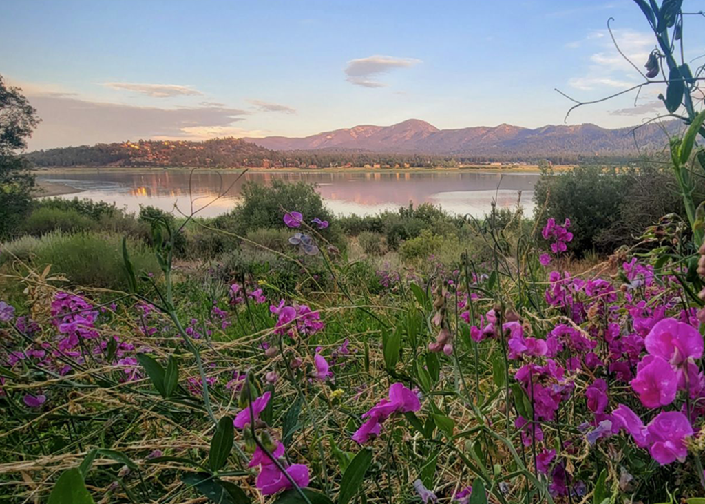 A scenic view of Big Bear Lake at sunset, with a field of bright pink and purple wildflowers in the foreground and mountains in the distance.