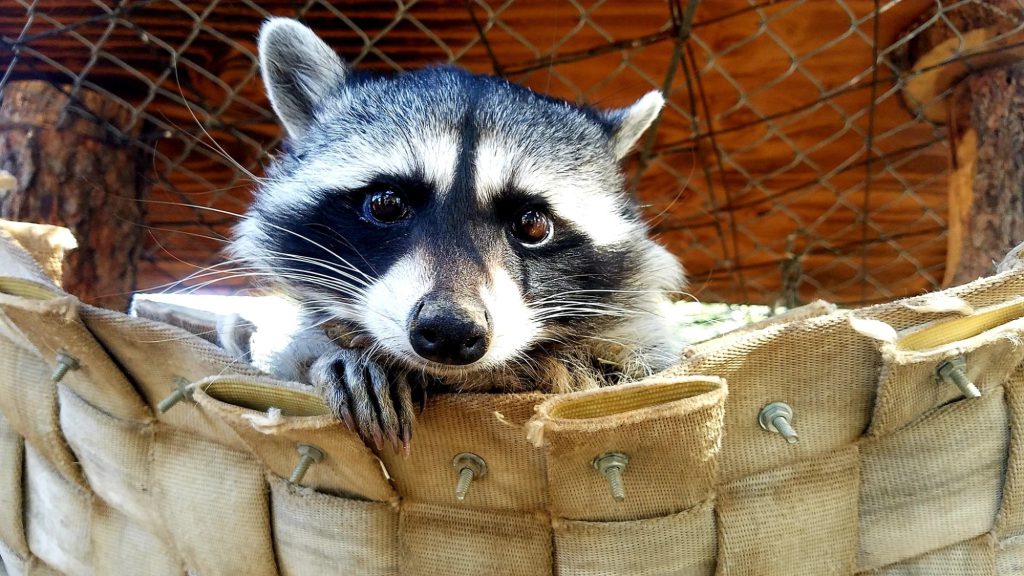 Close-up of raccoon at Big Bear Alpine Zoo wildlife rehabilitation center in Big Bear Lake