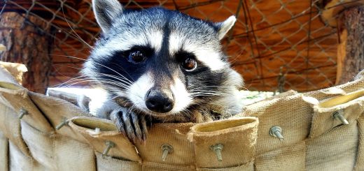 Close-up of raccoon at Big Bear Alpine Zoo wildlife rehabilitation center in Big Bear Lake