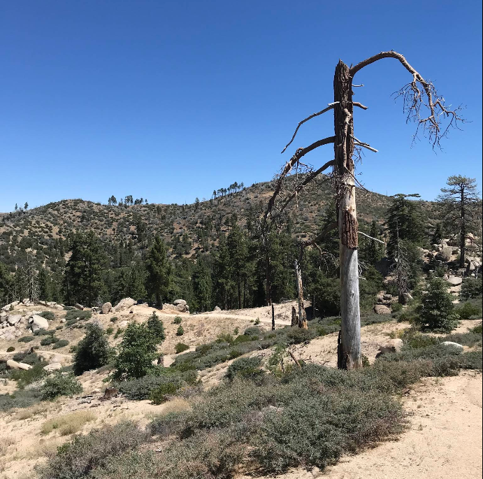 A dead tree stands in a dry, mountainous landscape with distant green trees in Big Bear.