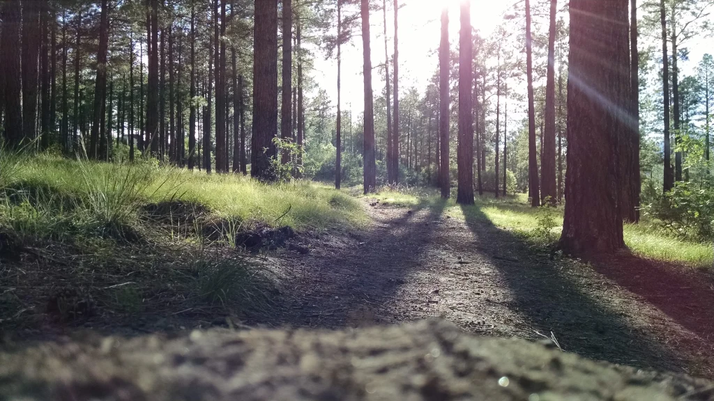 A scenic woodland path in Big Bear, illuminated by sunlight streaming through the branches of tall trees.