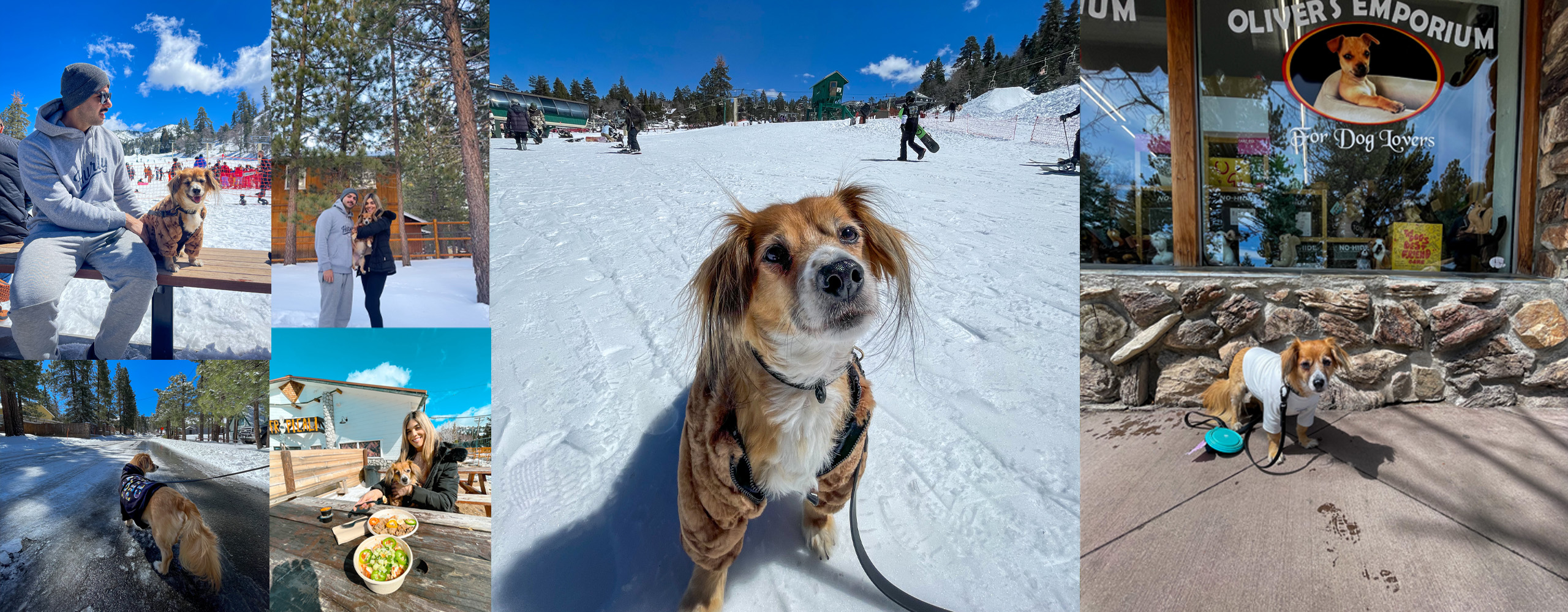 Discover Pet Friendly Accommodations