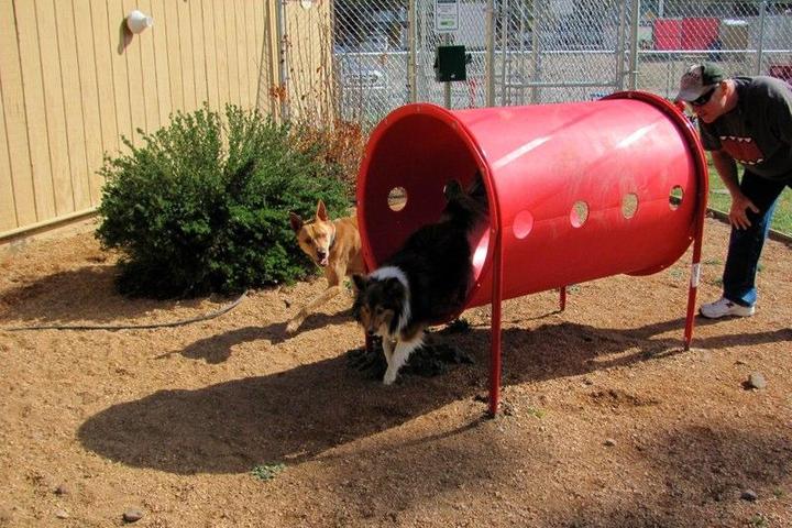 A smiling black dog wearing a pink harness sits on a large rock with a lake and mountains visible in the background.