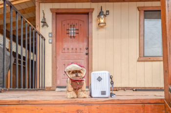 Ducky the Yorkie in Big Bear