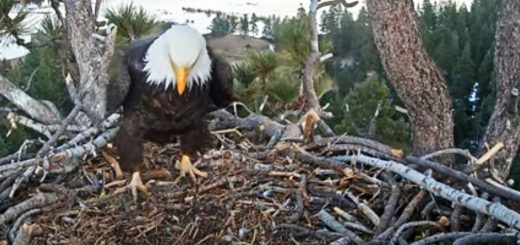 Eagles Nest