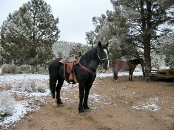 A black horse with a saddle on it standing on a dirt trail with a little snow around the trail. A brown horse is standing below a tree in the background.