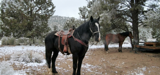 A black horse with a saddle on it standing on a dirt trail with a little snow around the trail. A brown horse is standing below a tree in the background.